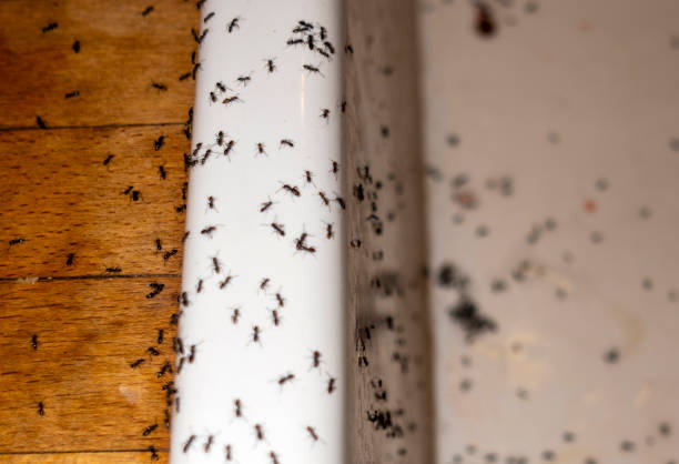 Best Ant Control Services  in Snoqualmie, WA