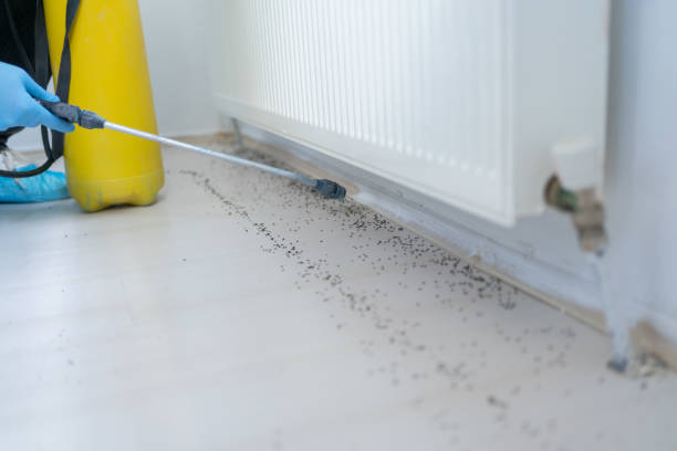 Best Local Pest Control Services  in Snoqualmie, WA