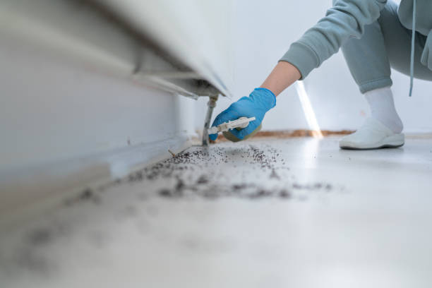 Best Affordable Pest Control Services  in Snoqualmie, WA